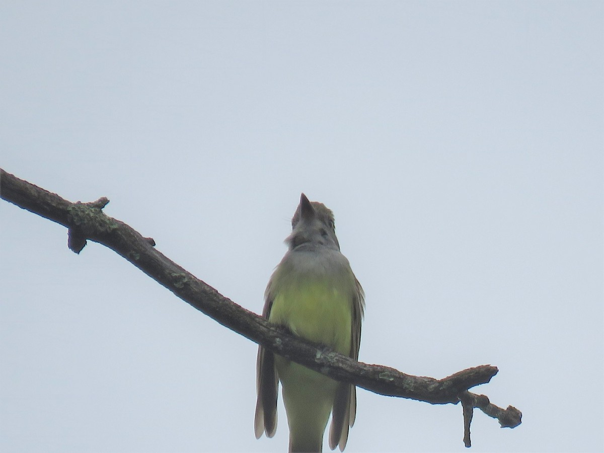 Great Crested Flycatcher - ML455388271