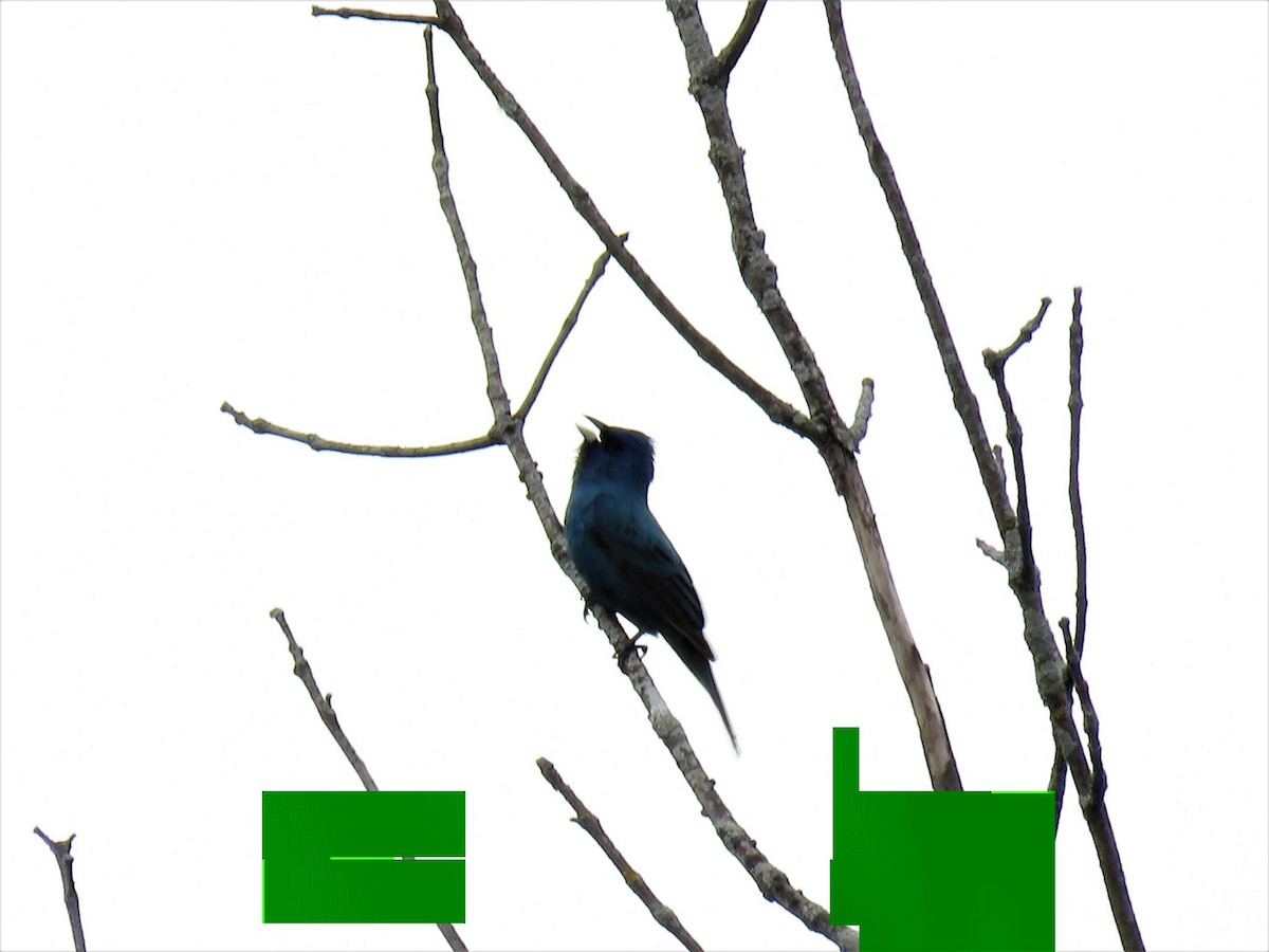 Passerin indigo - ML455388711