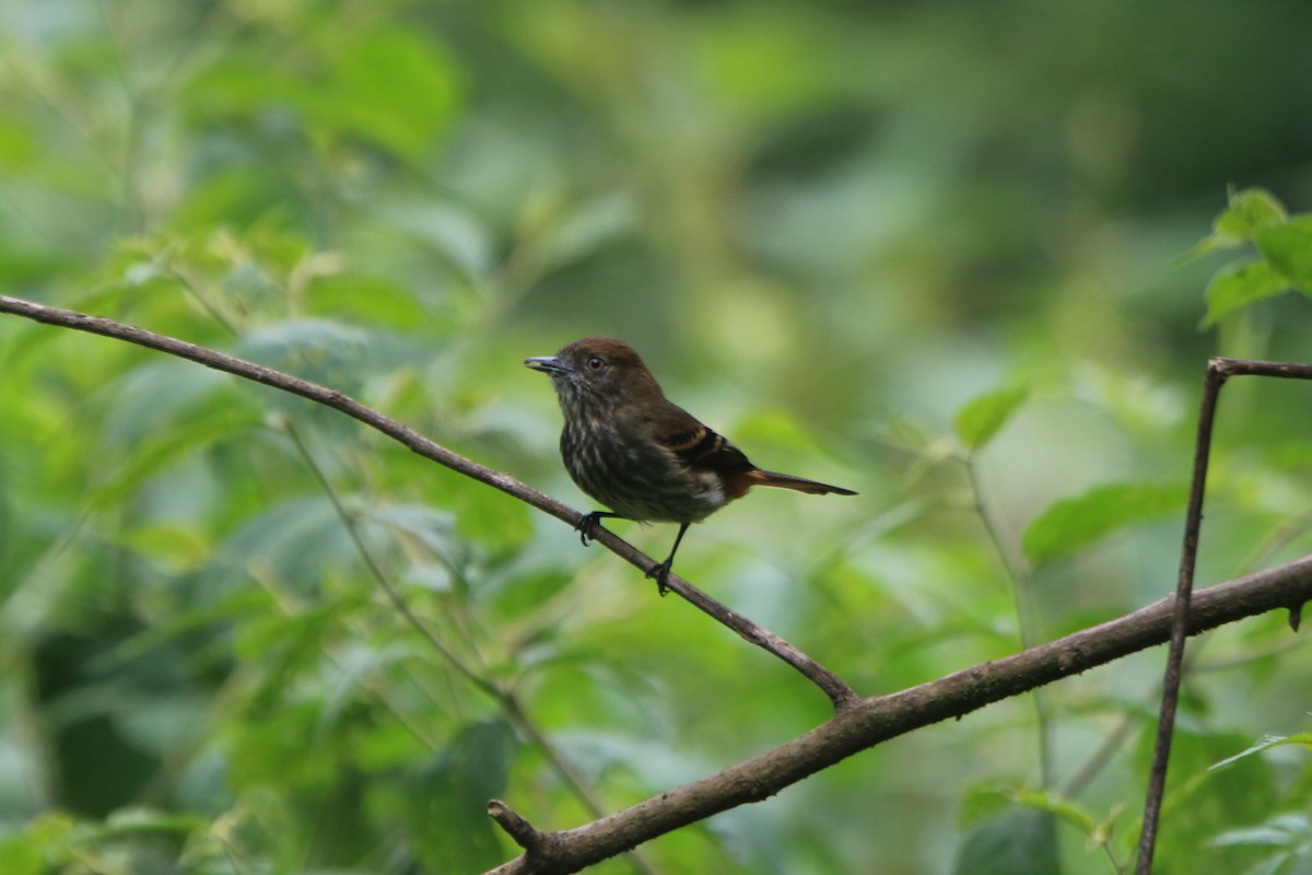 Blue-billed Black-Tyrant - ML45538911