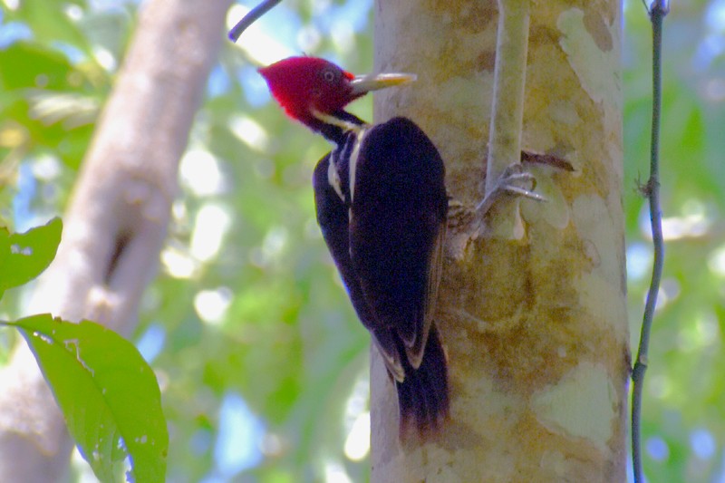 Pale-billed Woodpecker - ML455389861
