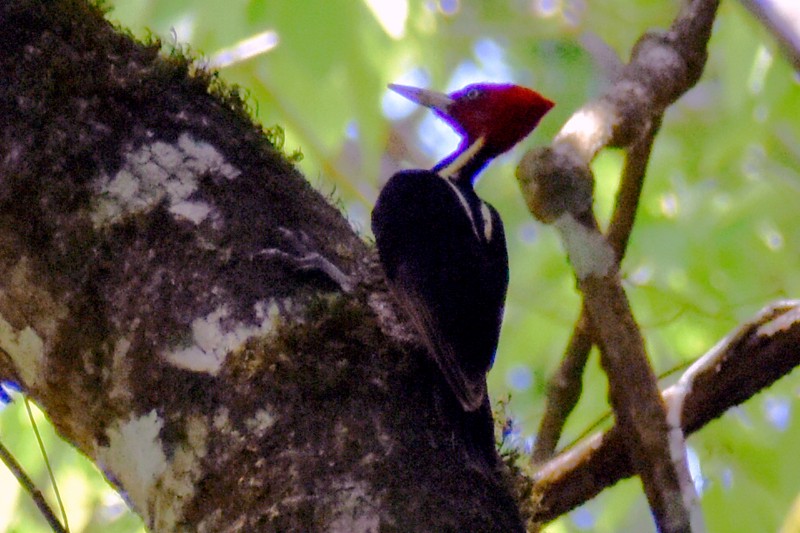 Pale-billed Woodpecker - ML455389921