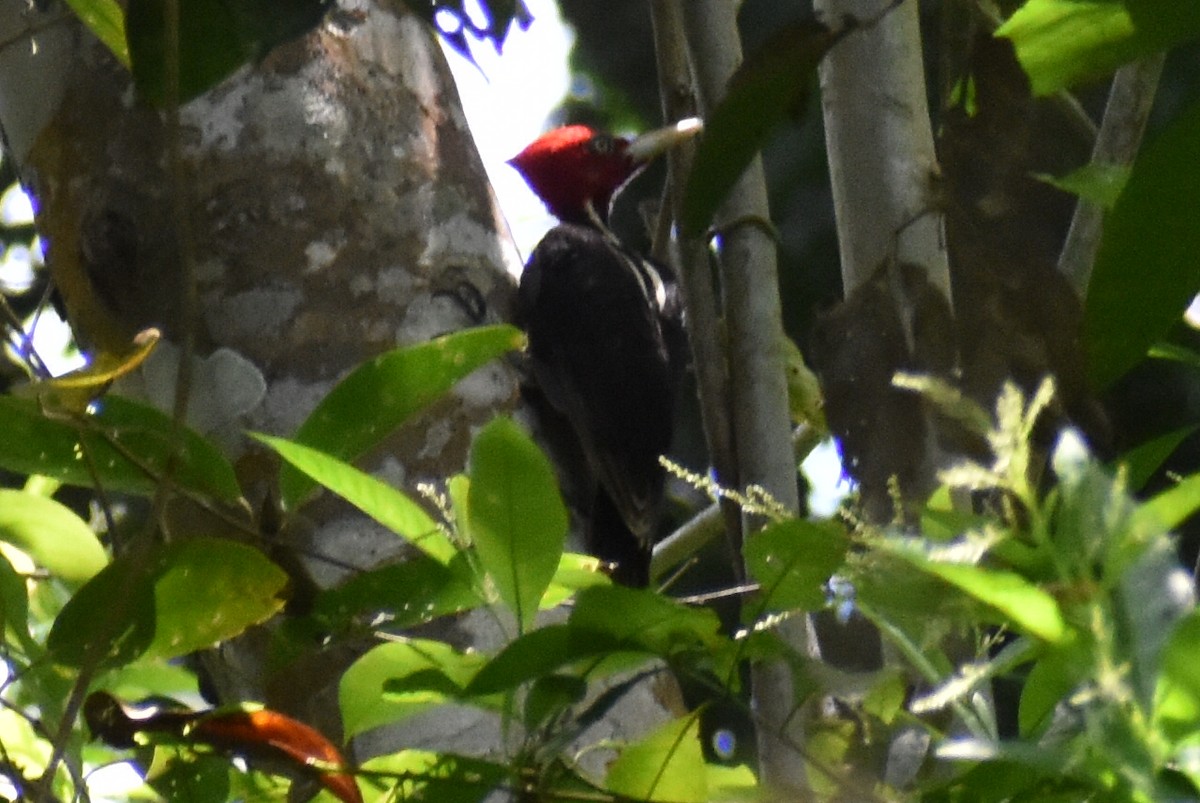 Pale-billed Woodpecker - ML455389951