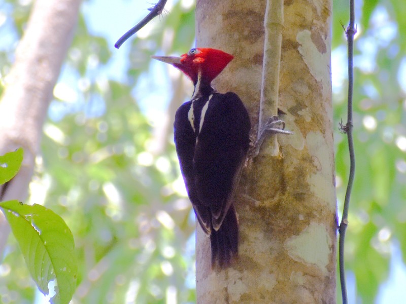 Pale-billed Woodpecker - ML455389971