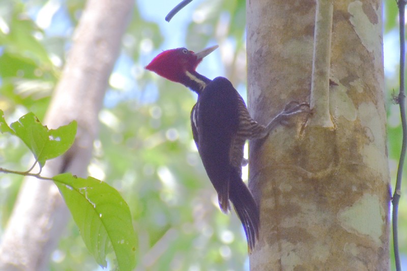 Pale-billed Woodpecker - ML455389981