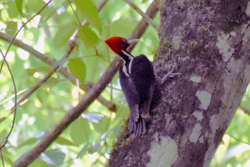 Pale-billed Woodpecker - ML455389991