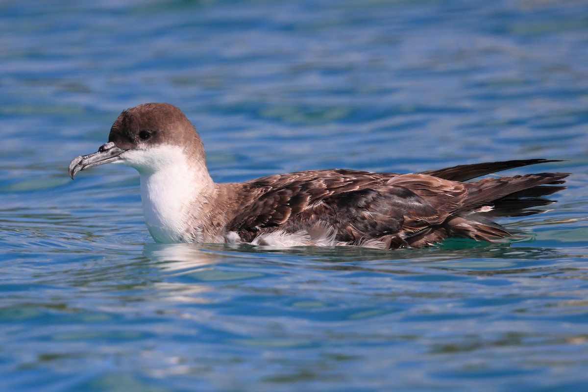 Great Shearwater - ML455390191