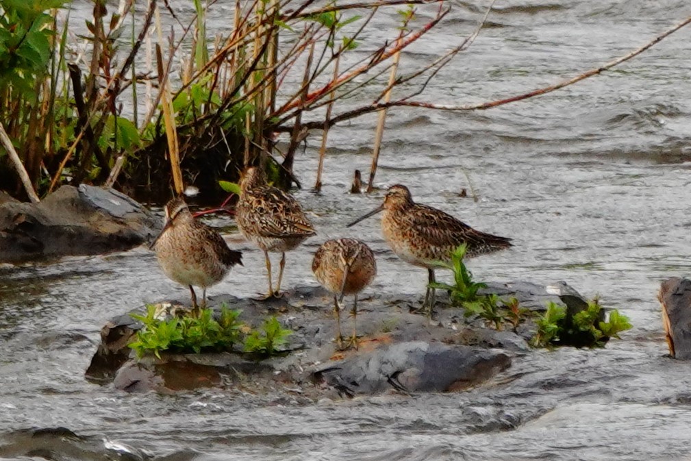 Short-billed Dowitcher - Daniel Ouellette