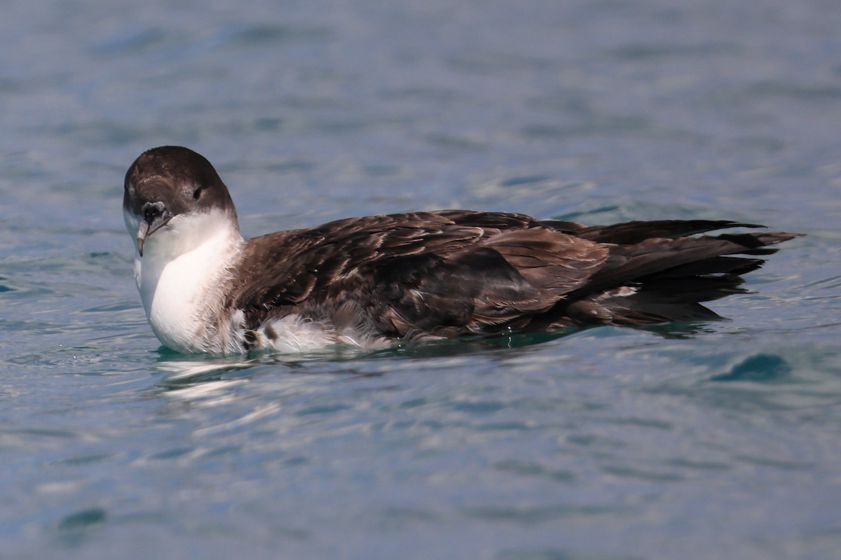 Great Shearwater - ML455390271