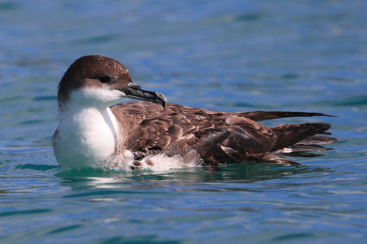 Puffin majeur - ML455390281