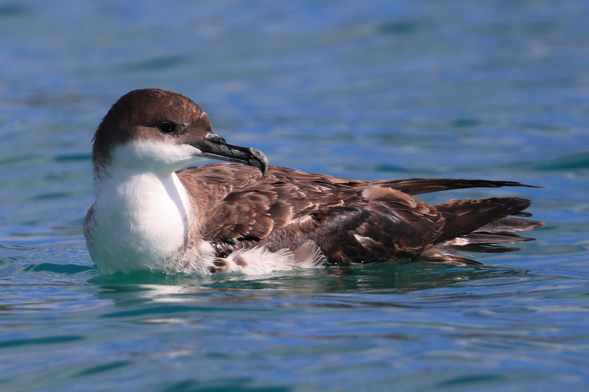 Great Shearwater - ML455390281