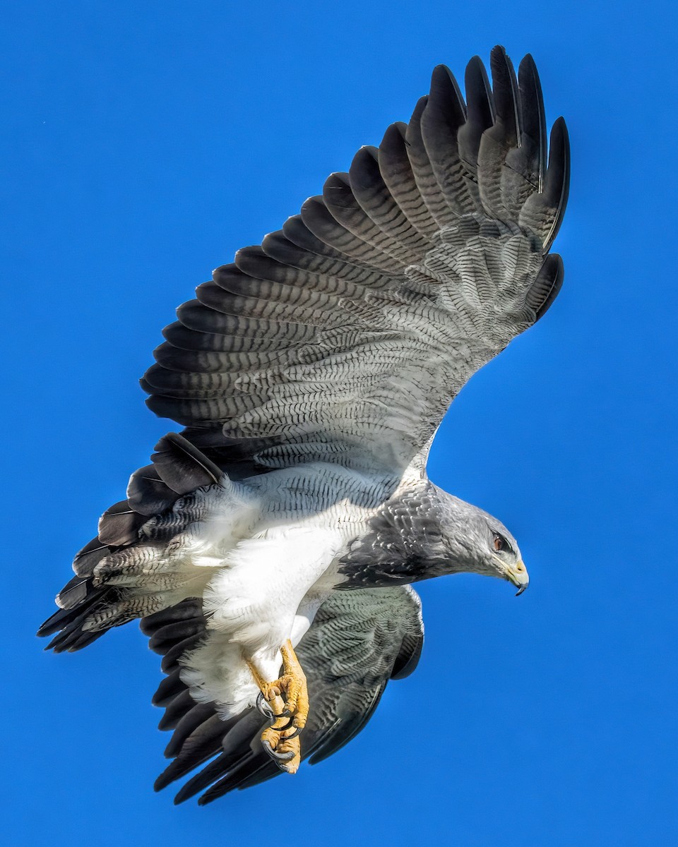 Black-chested Buzzard-Eagle - ML455390961