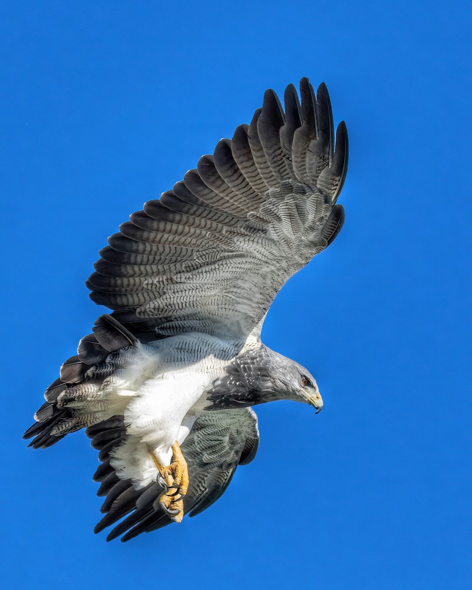 Black-chested Buzzard-Eagle - Hernán Rojo