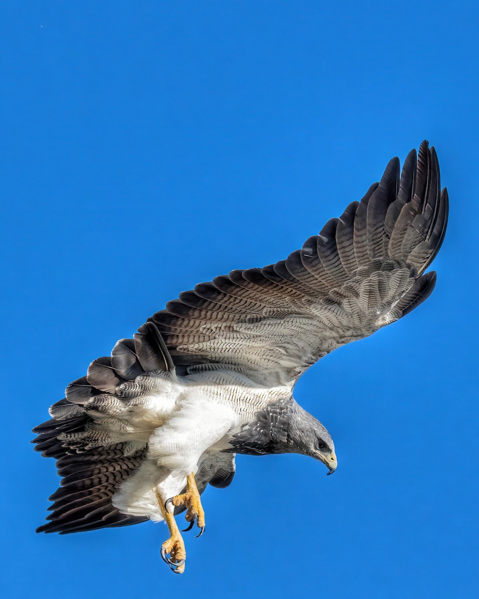 Black-chested Buzzard-Eagle - ML455391171