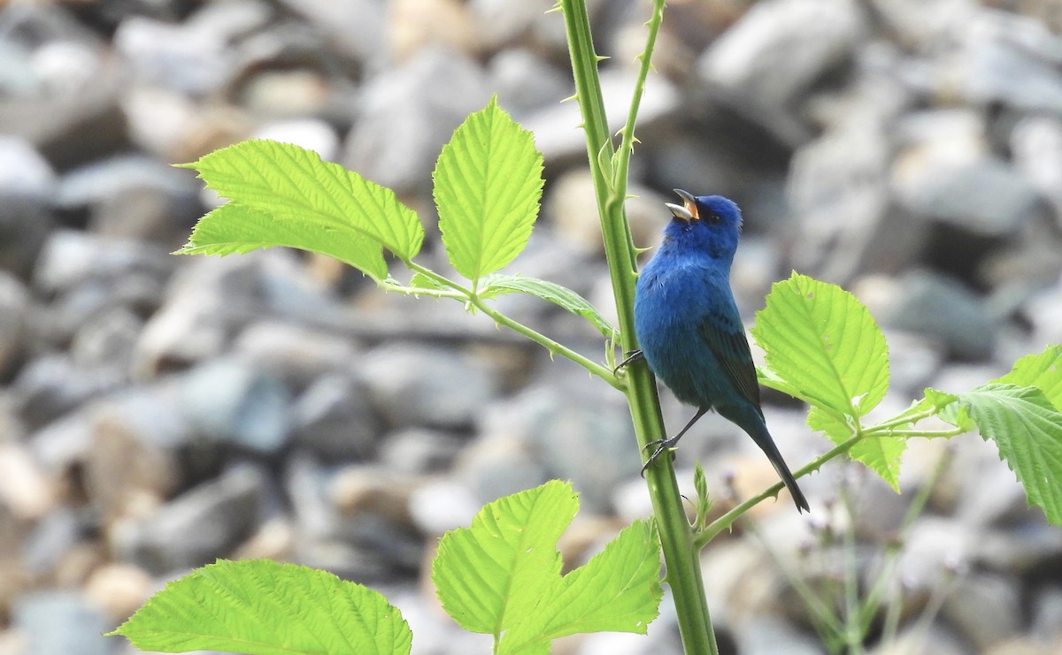 Passerin indigo - ML455391441