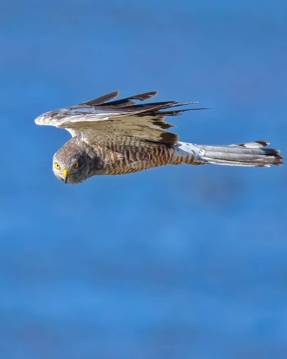 Cinereous Harrier - ML455392521