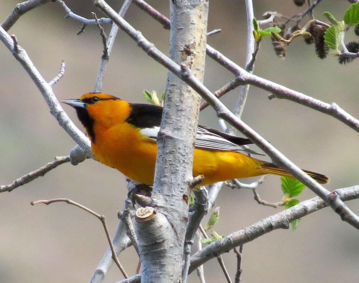 Bullock's Oriole - Jamie Simmons