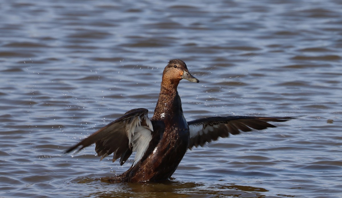 American Black Duck - ML455393581