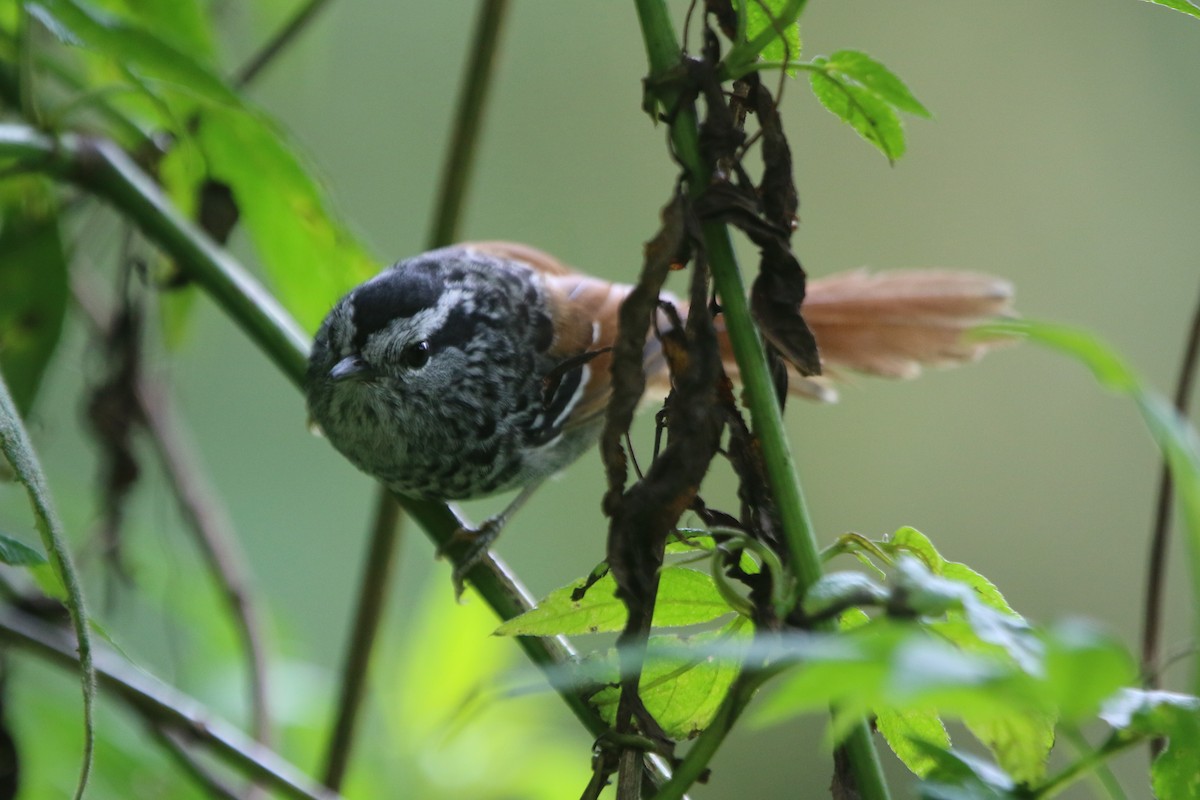 Rufous-tailed Antbird - ML45539431