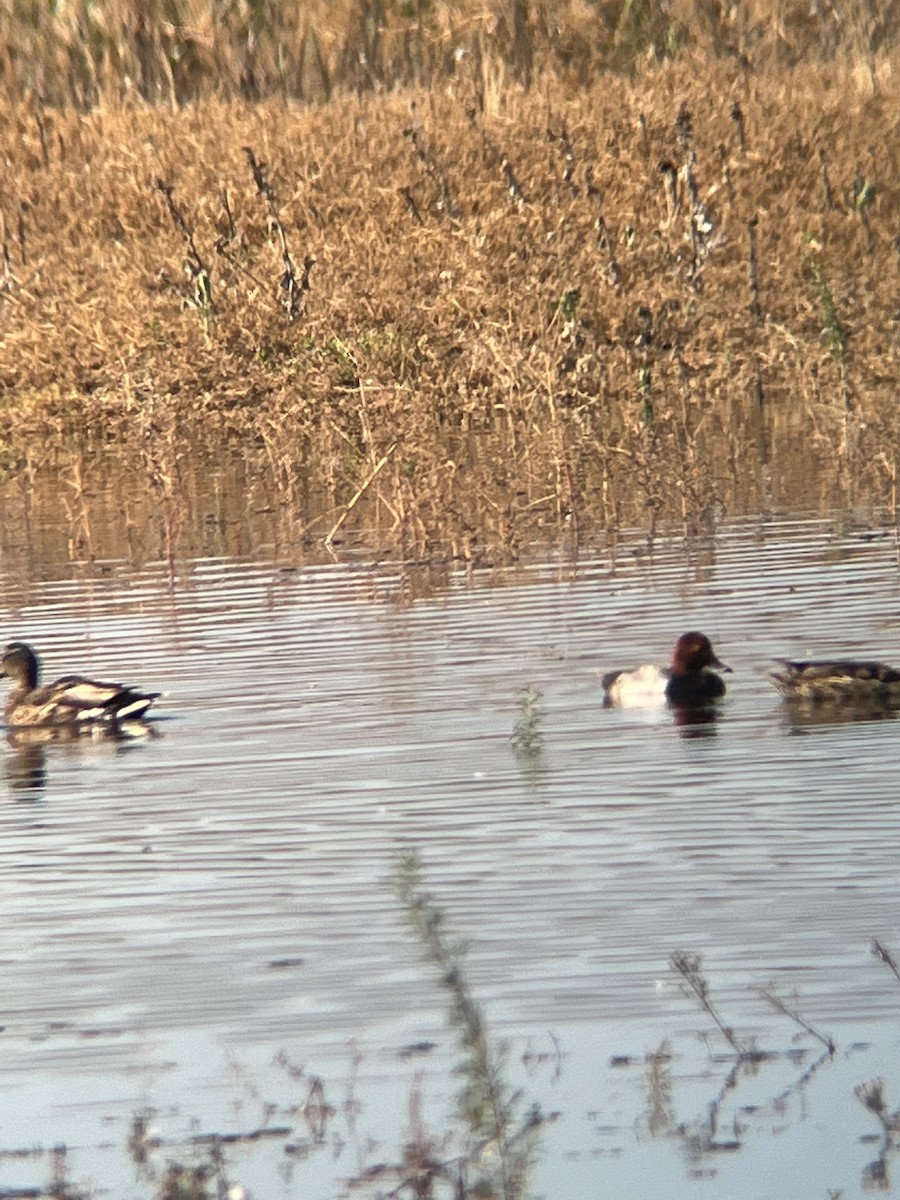 Redhead - ML455394801