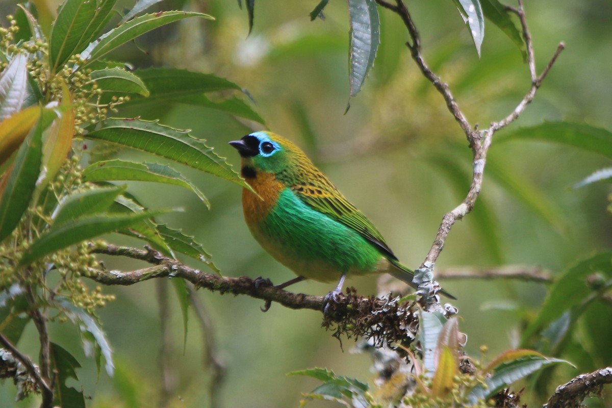Brassy-breasted Tanager - ML45539651