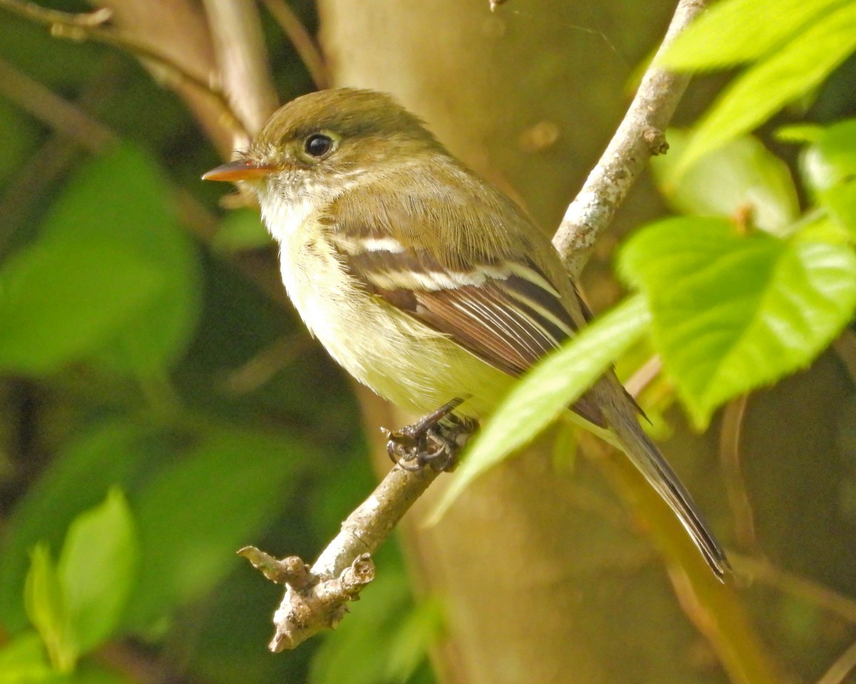 Least Flycatcher - Aubrey Merrill