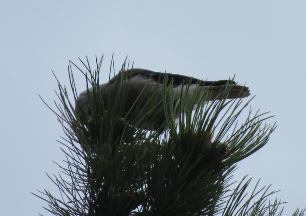 Clark's Nutcracker - ML455397171