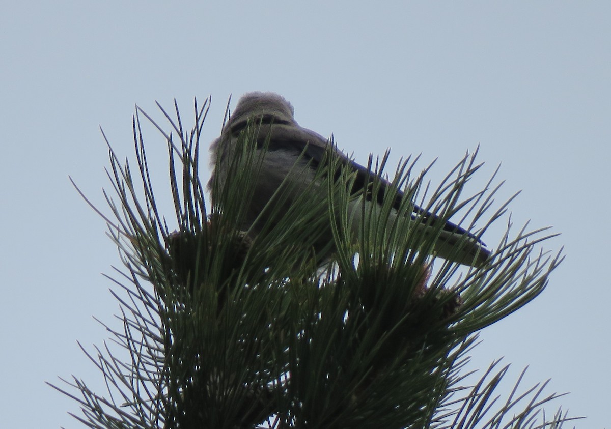 Clark's Nutcracker - ML455397191