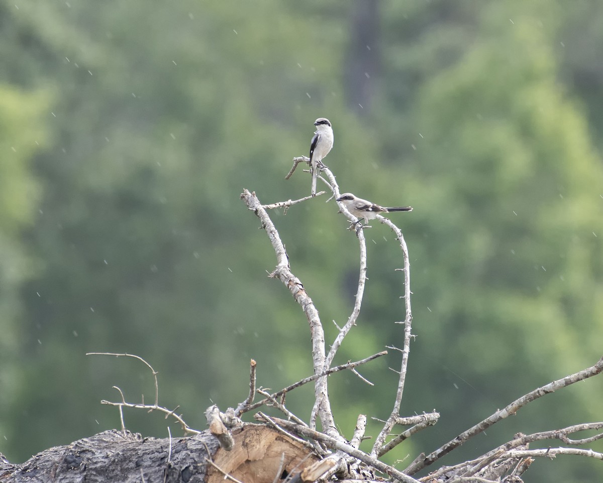 Loggerhead Shrike - ML455397781