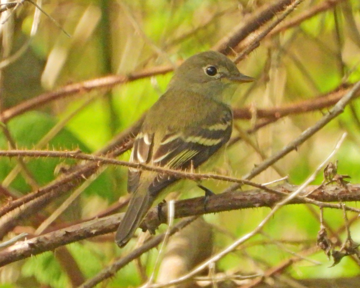 Least Flycatcher - ML455398501