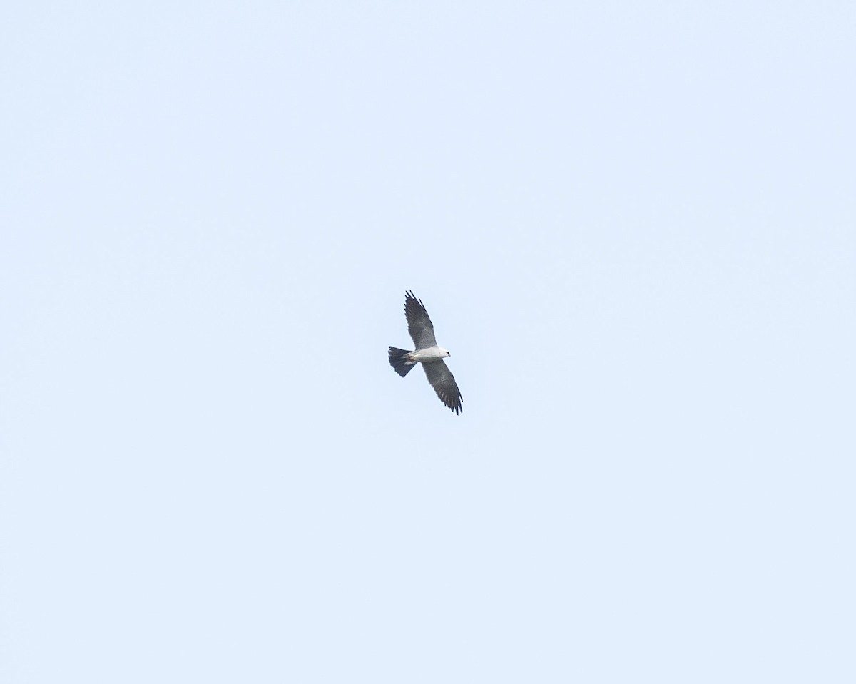 Mississippi Kite - ML455398601