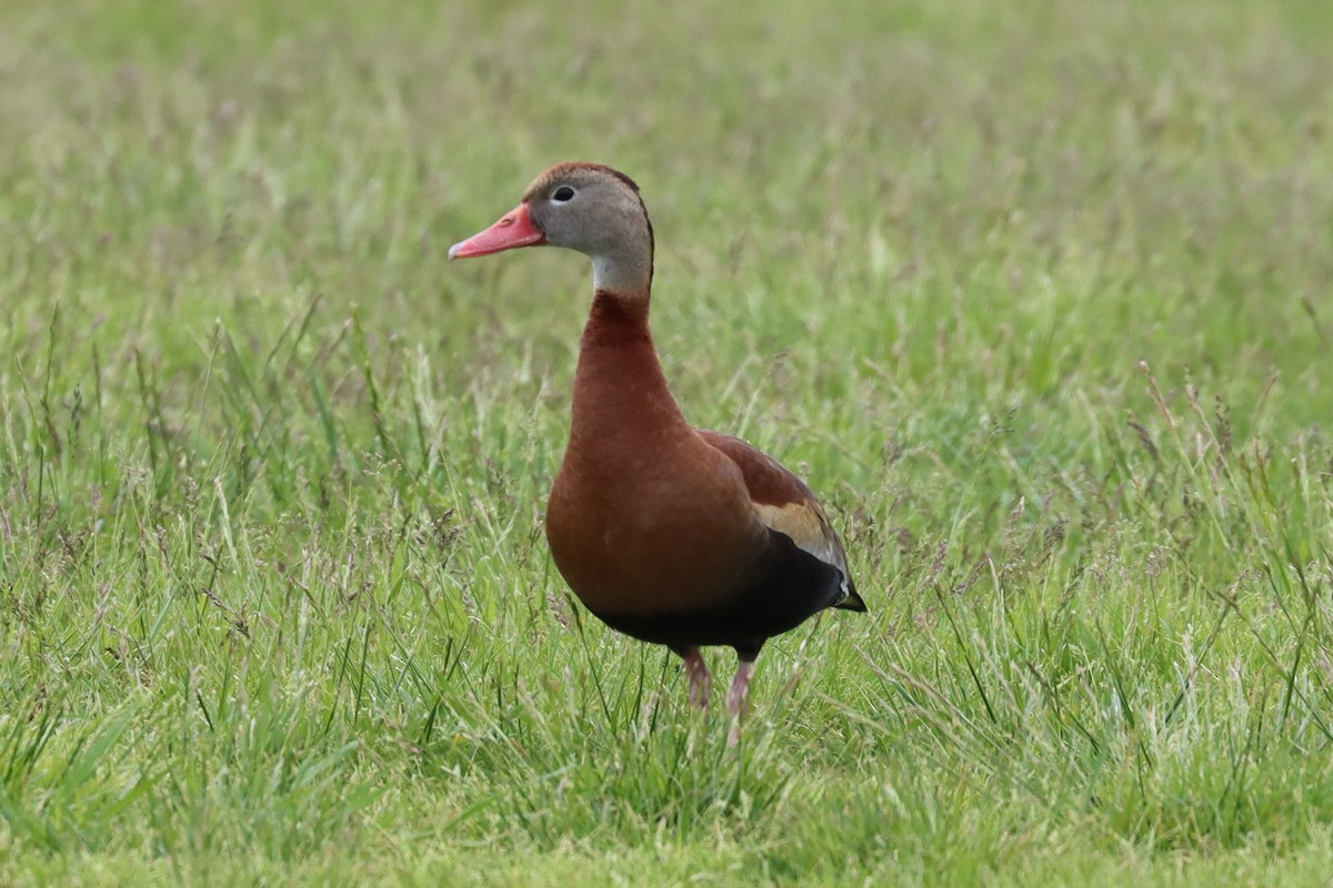 Black-bellied Whistling-Duck - ML455399061