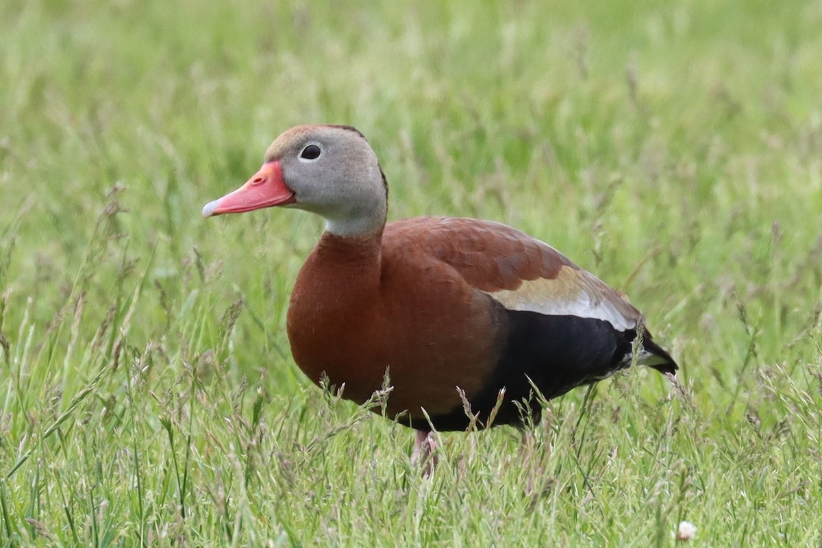 Black-bellied Whistling-Duck - ML455399101