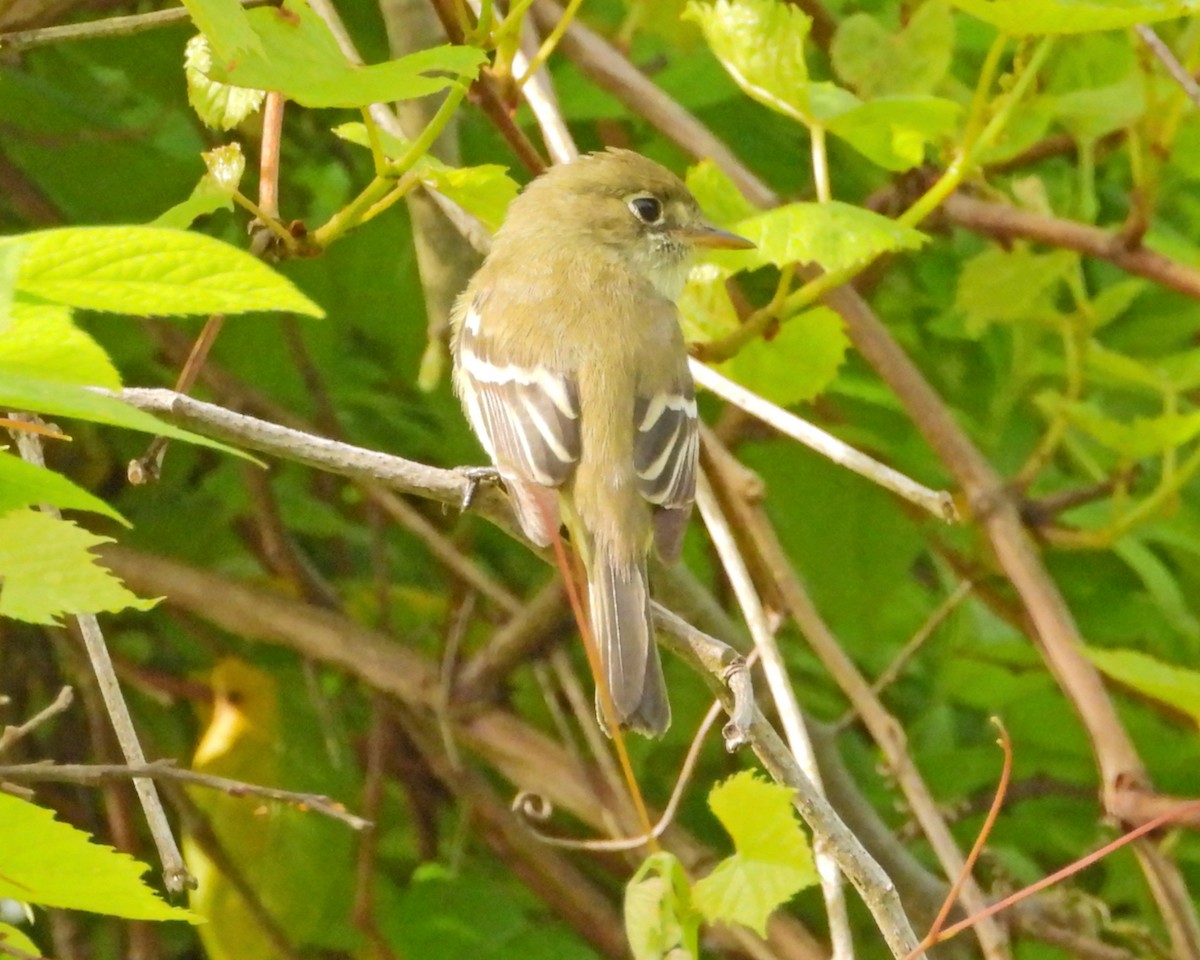 Mosquero Mínimo - ML455399141