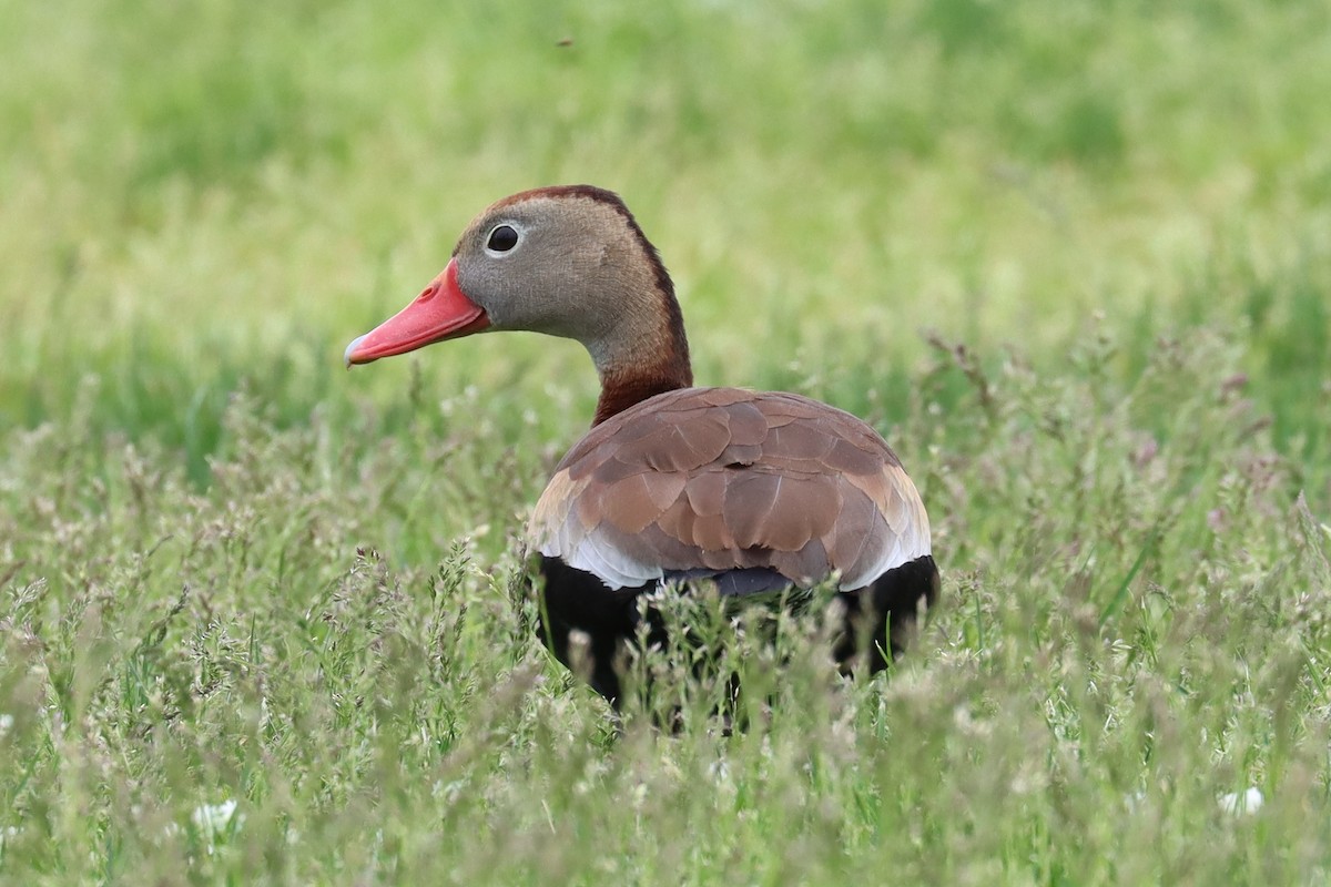 Black-bellied Whistling-Duck - ML455399171