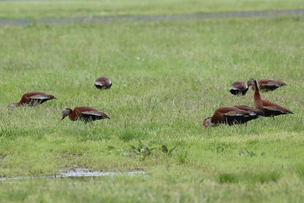 Black-bellied Whistling-Duck - ML455399291