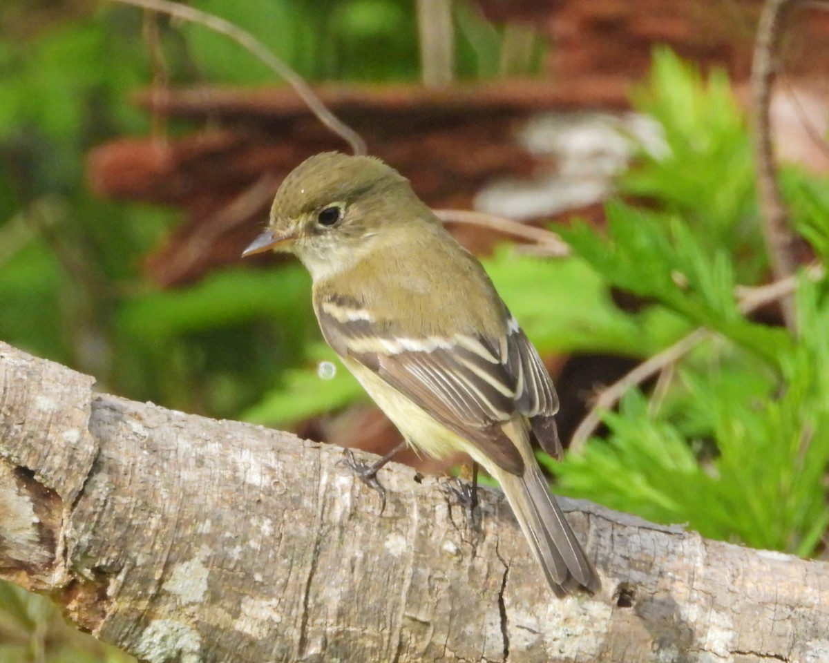 Least Flycatcher - Aubrey Merrill