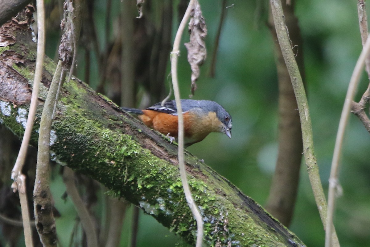 Buff-throated Warbling Finch - Ian Thompson