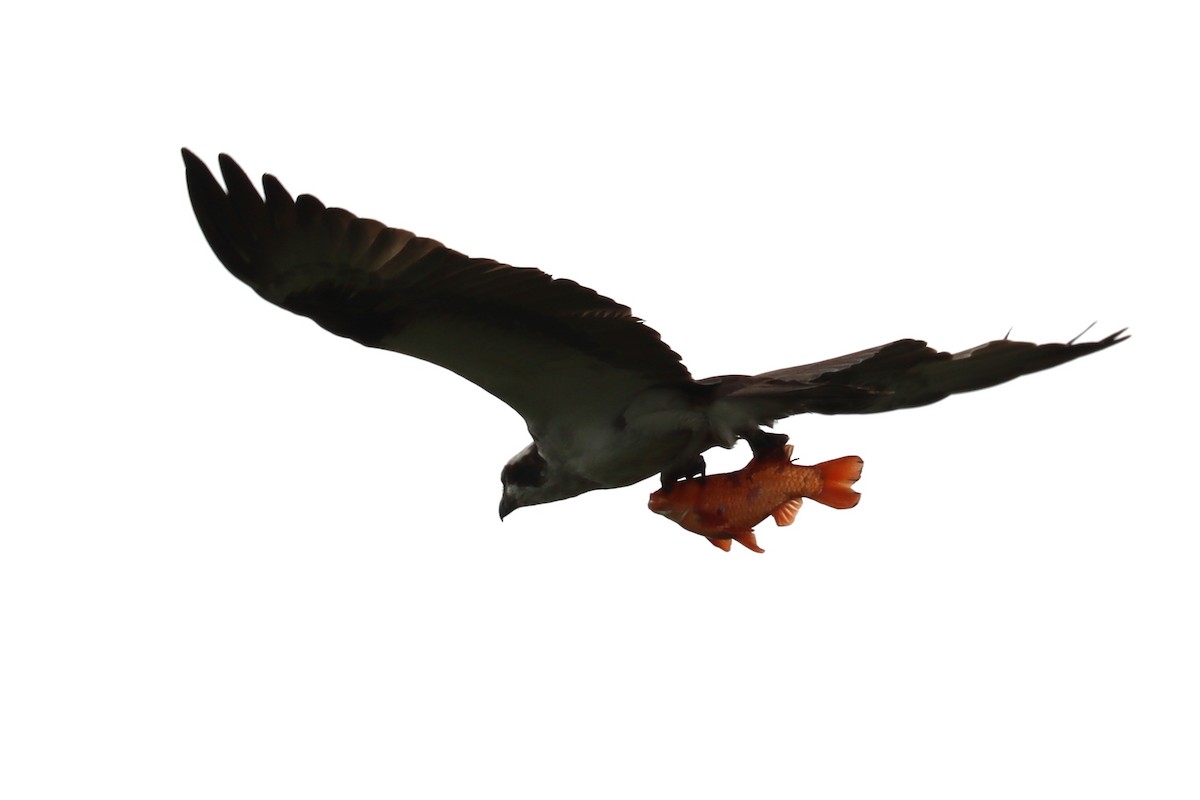 Águila Pescadora - ML455400301