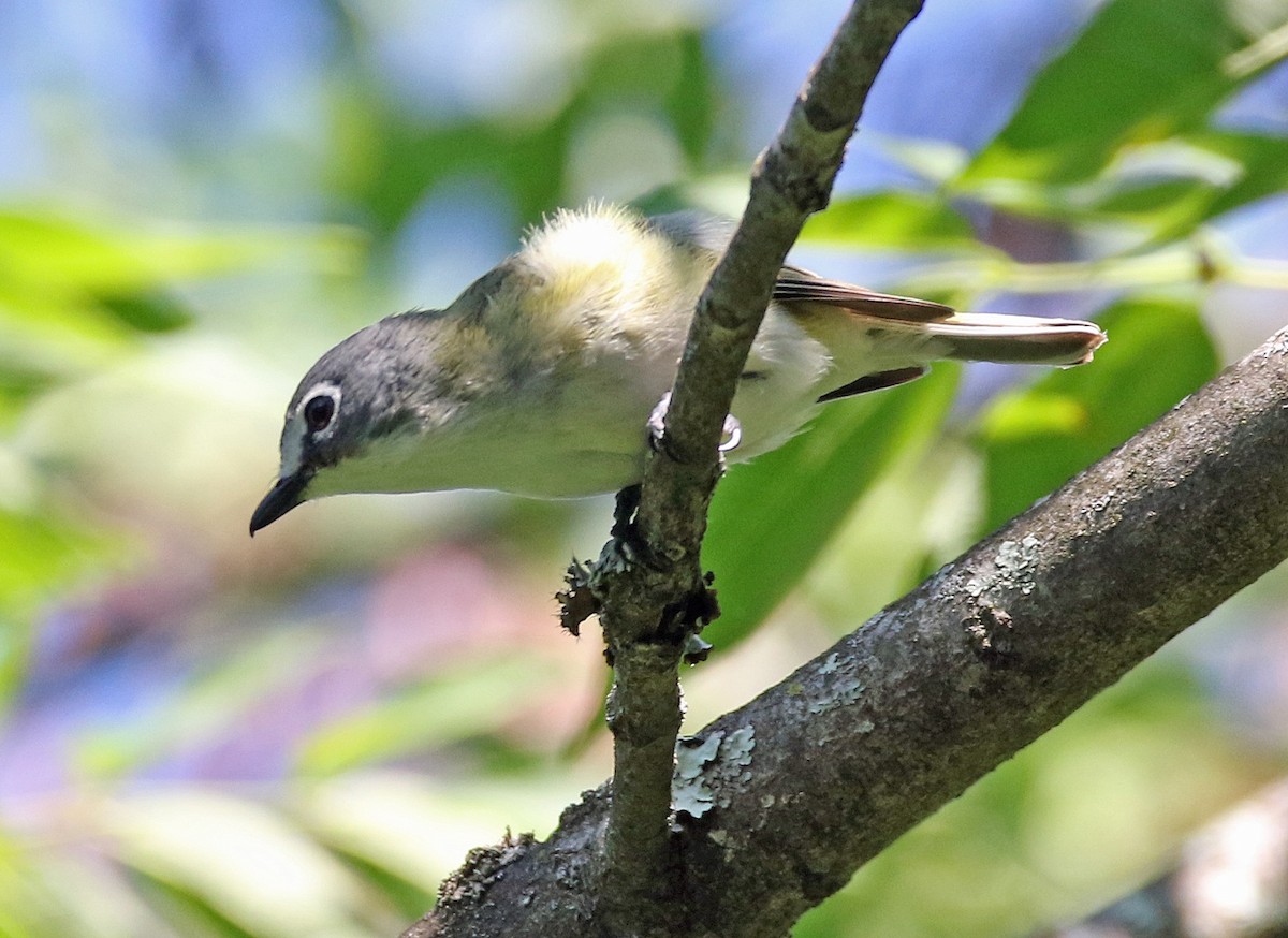 Blue-headed Vireo - ML455402891