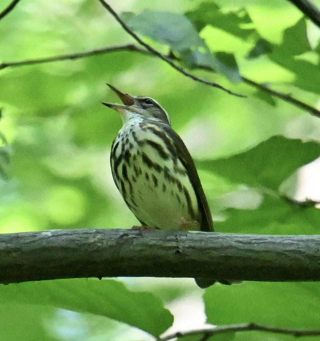 Louisiana Waterthrush - ML455402921