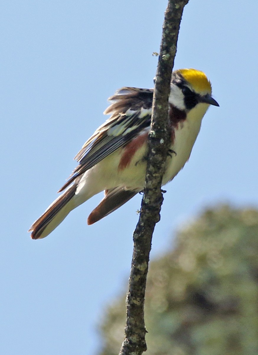 Chestnut-sided Warbler - ML455404431