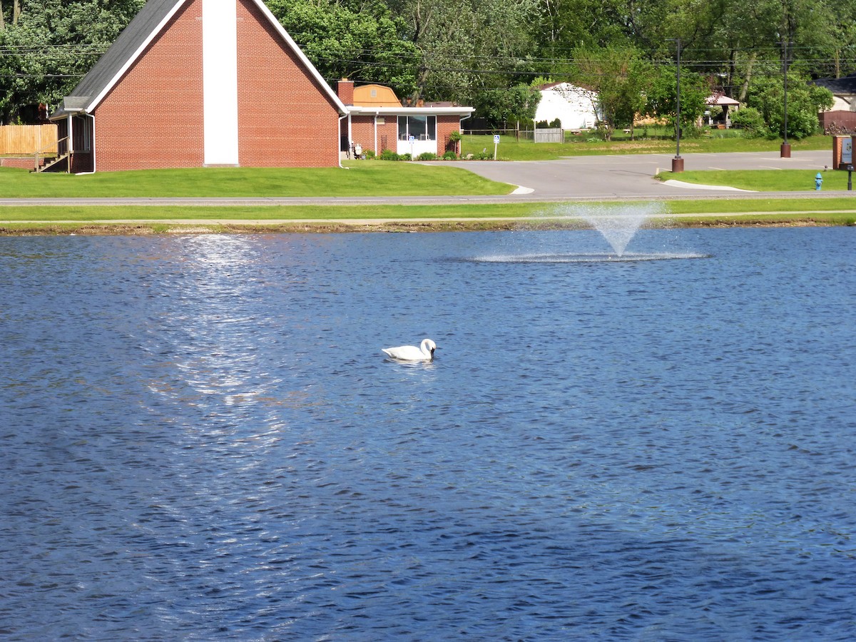 Tundra Swan - ML455404941