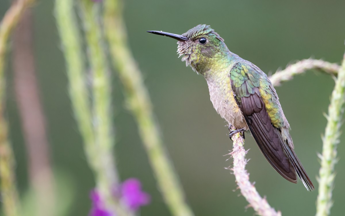 Scaly-breasted Hummingbird - ML455406971