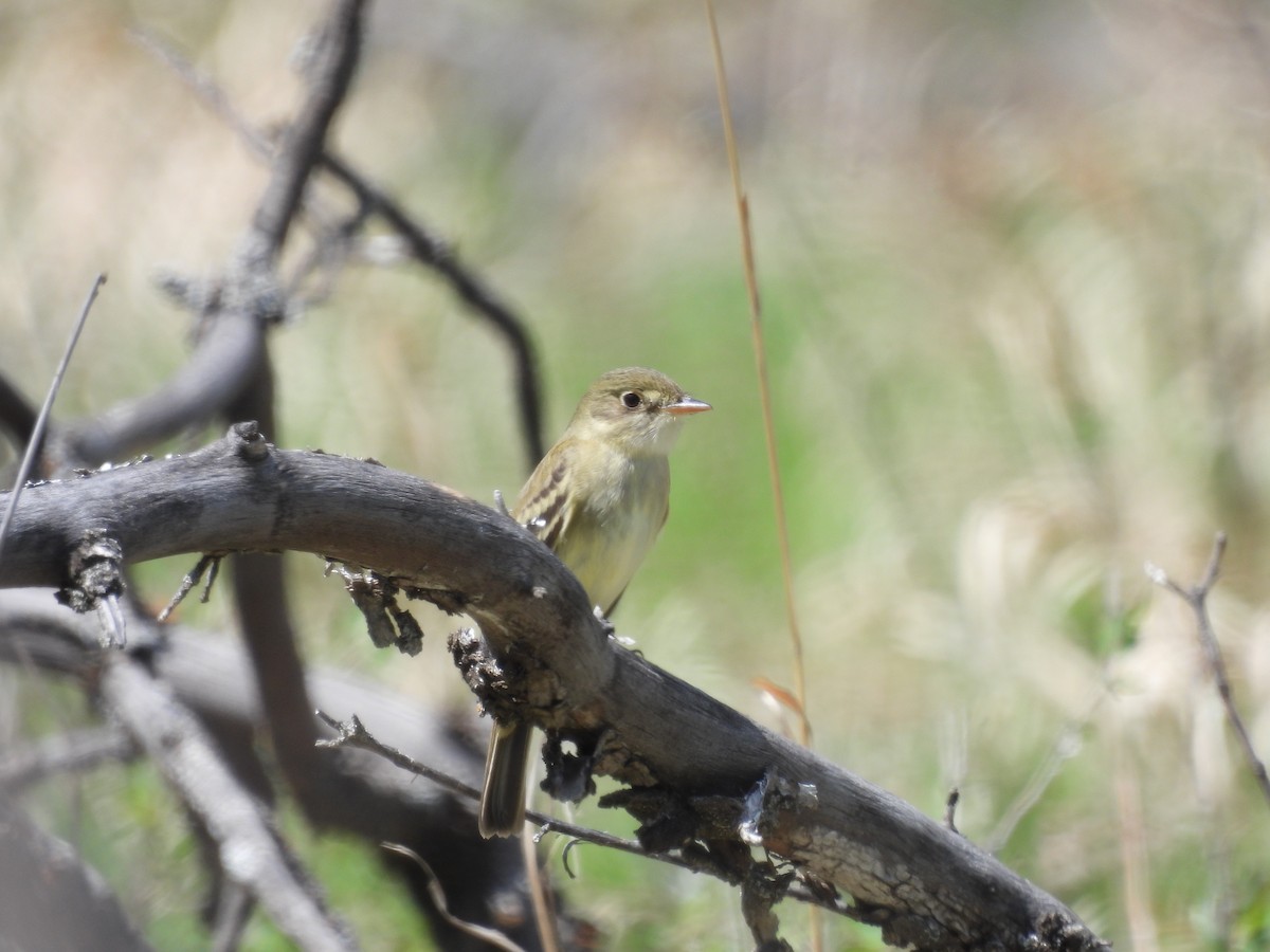 Alder Flycatcher - Nick Ramsey