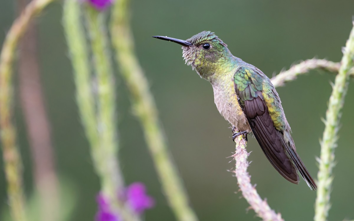 Scaly-breasted Hummingbird - ML455408361