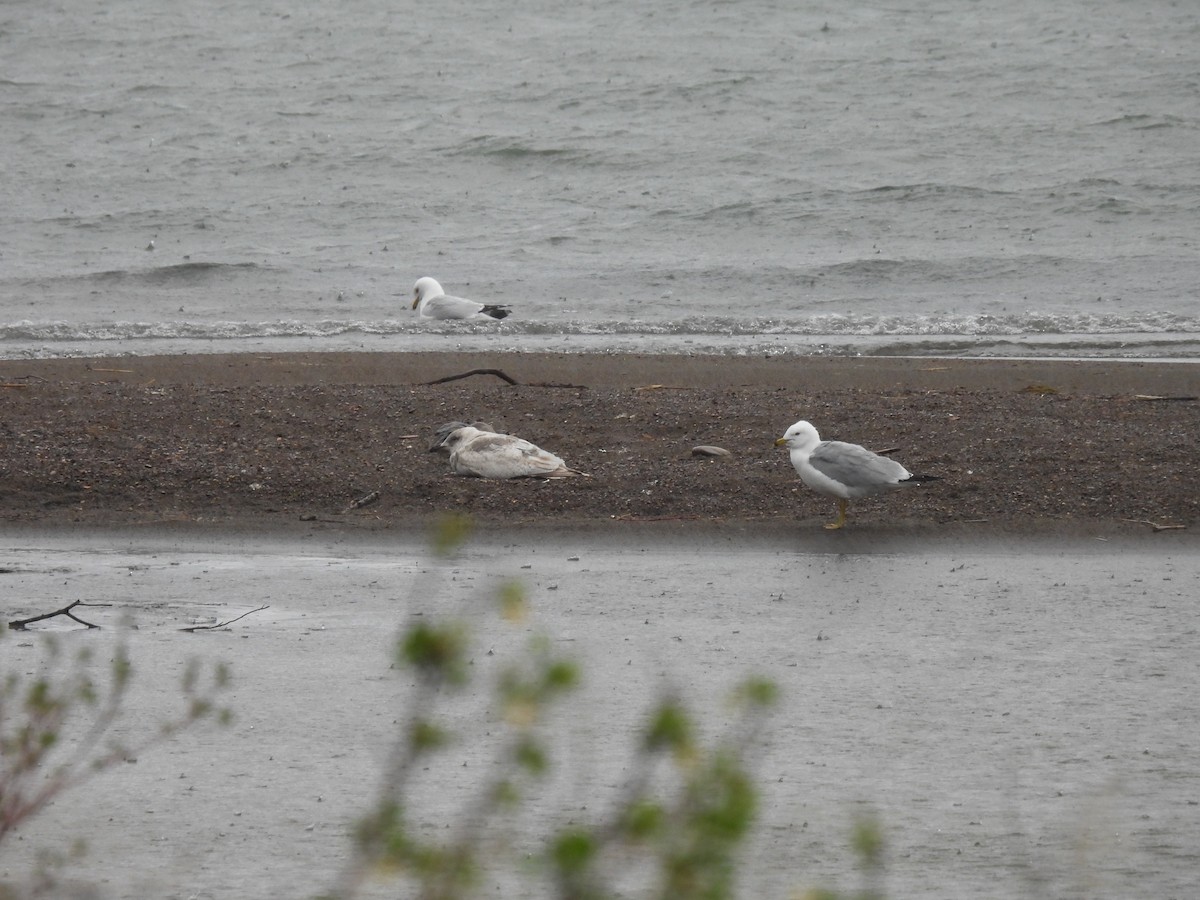 Iceland Gull (Thayer's) - ML455408941