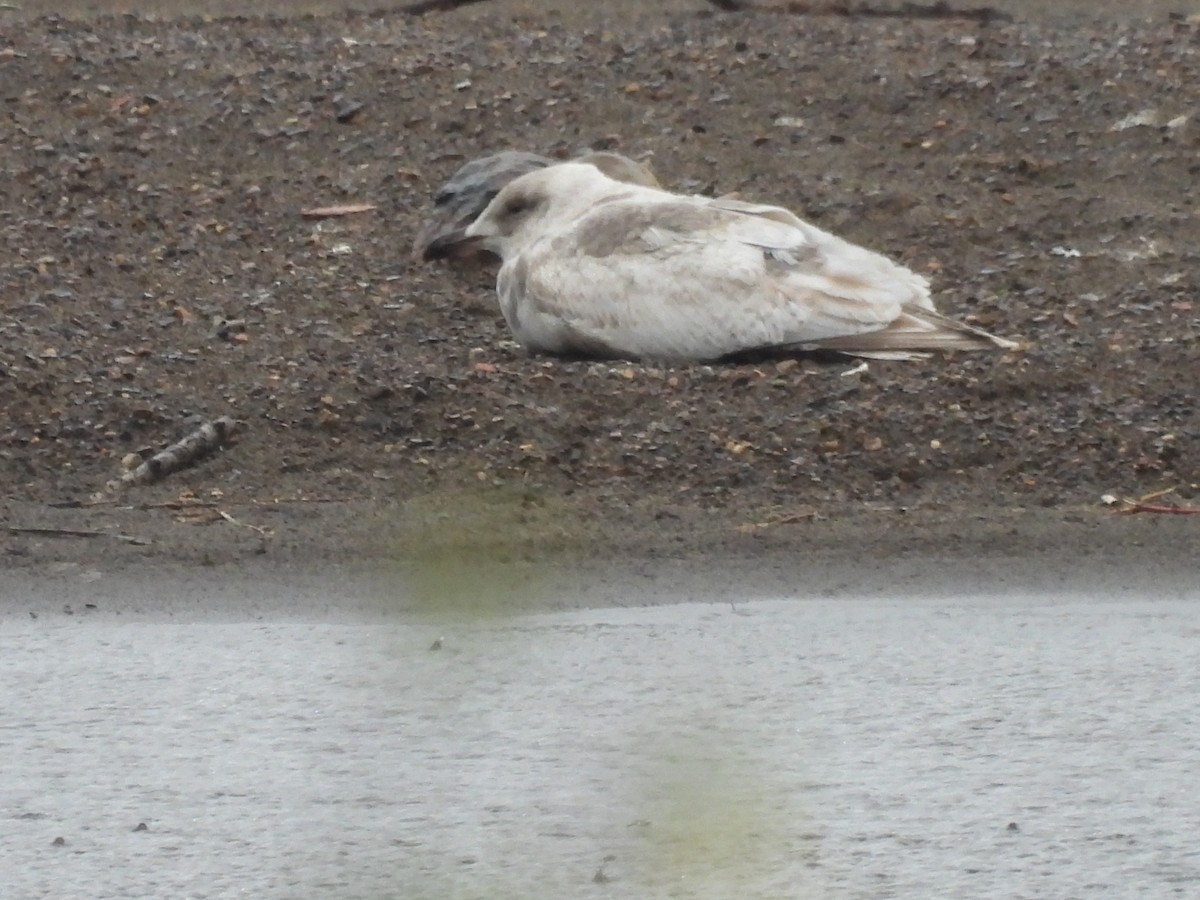 Gaviota Groenlandesa (thayeri) - ML455409101