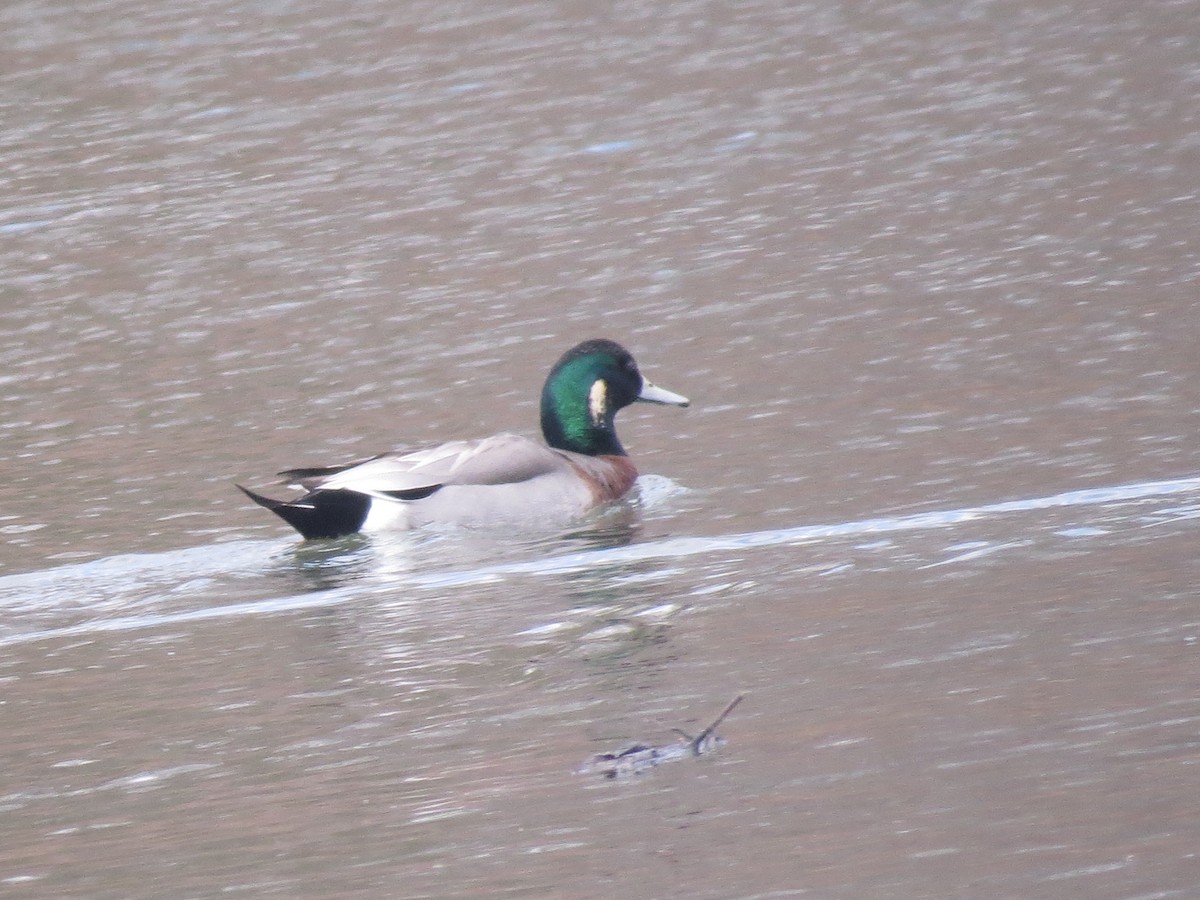Hybride Canard d'Amérique x C. colvert - ML455410721
