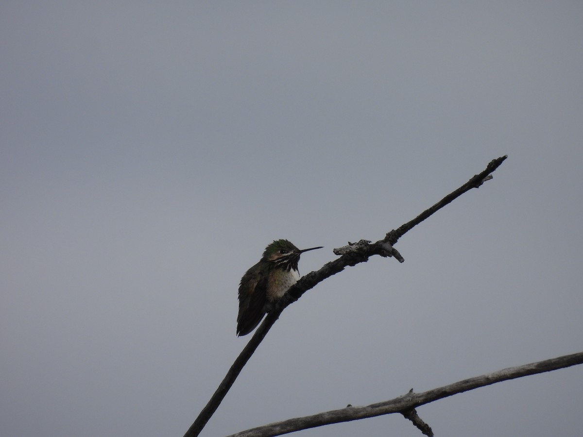 Calliope Hummingbird - ML455411011
