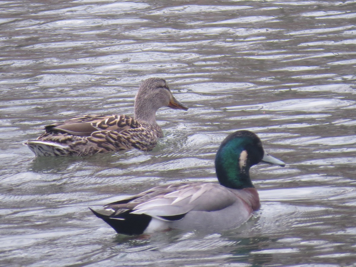 Hybride Canard d'Amérique x C. colvert - ML455411061